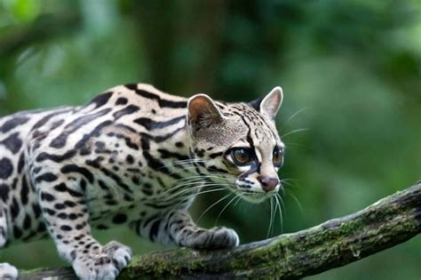 Northern Tiger Cat Oncilla Leopardus Tigrinus Palm Oil Detectives