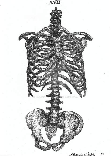 Human Torso Skeletal Anatomy Ink Drawing By Xander0011 On Deviantart
