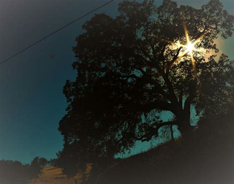 Free Stock Photo Of Oak Tree Sunlight