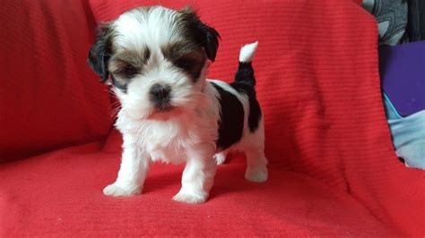 Click here for more information about shitzupuppies.net. Shih Tzu Puppies For Sale | Houston, TX #192646 | Petzlover