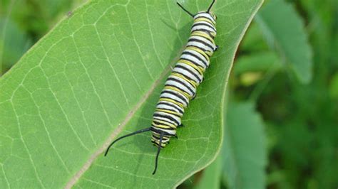 Monarch Butterfly And Other Insect Pollinators Texas Nature Trackers