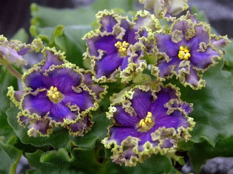 African Violet Rs Zielone Korale Ukrainian Variety Plug Plant