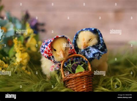 Cute Baby Chicks In Hats Stock Photo Alamy