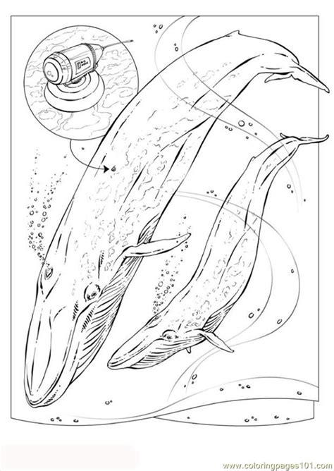 pages photo blue whale dl coloring page  kids  whale printable coloring pages