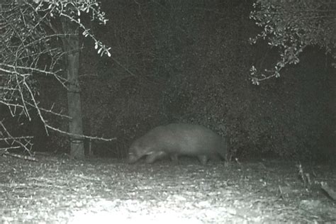 Facebook Helps Texas Park Identify Mystery Animal Caught on Camera
