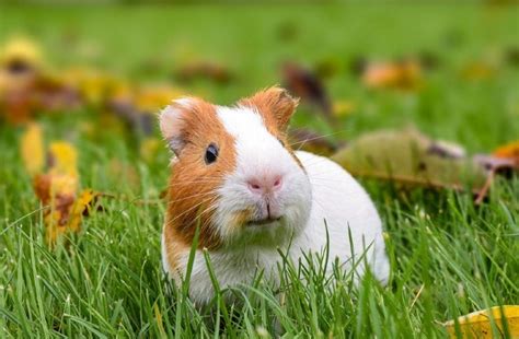 How To Take Care Of A Guinea Pig Care Sheet And Guide 2021