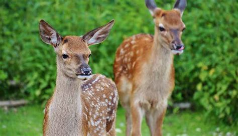 How Long Do Deer Live In The Wild Survival Hunting Tips
