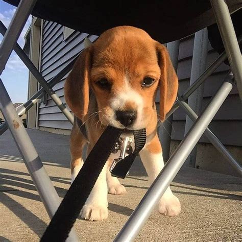 17 Photos Of Beagles Doing Insanely Cute Things Beagle Puppy Beagle