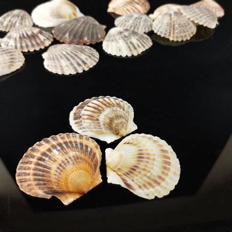 Natural Seashell Capiz Shell Wholesale Price Buy Capiz Shell