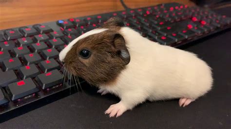 Very Excited Baby Guinea Pig Wheeking Loudly Youtube