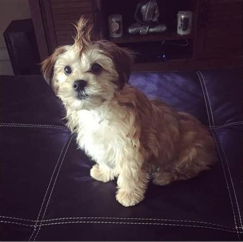 25 Cute Morkie Haircut Ideas All The Different Types And Styles In