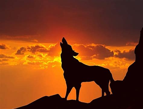 Crying Wolf Wolf Howling Moonshine Photo Background And Picture For