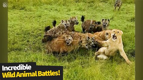 The Most Incredible Wild Animal Battles Captured On Camera Youtube