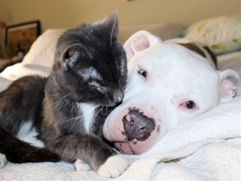 Blind Cats Pit Bulls Become Fast Friends