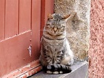 Cats from Porto {Portugal} - Traveling Cats - Travel Pictures of Cats