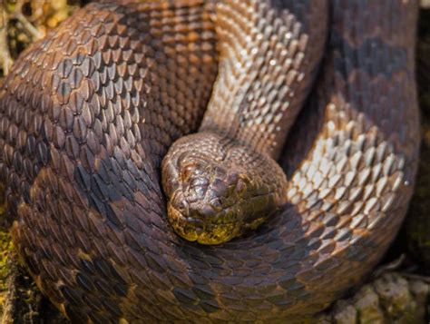 Best Cottonmouth Water Moccasin Snake Stock Photos Pictures And Royalty