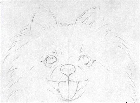 Crtež Lovačkog Psa Olovkom Kako Nacrtati Psa Olovkom Korak Po Korak