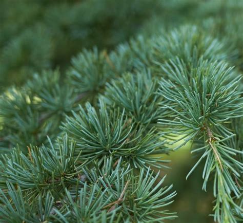 Cedrus Atlantica Glauca 200l 400cm Windlestone Nursery And Garden