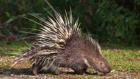 Can Porcupines Climb Trees Answered With 4 Reasons