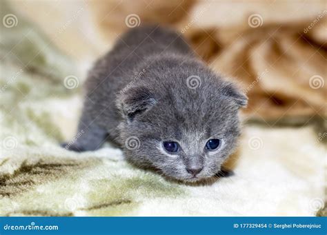 Grey 2 Week Old Scottish Fold Kitten Stock Photo Image Of Face Cute