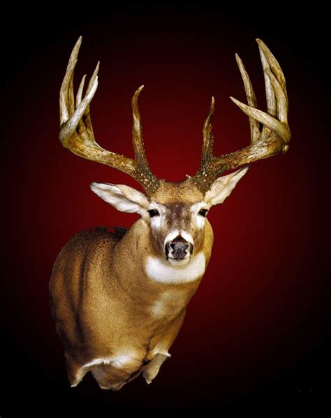 King Buck Deer And Deer Hunting Whitetail Deer Hunting Tips