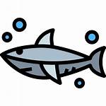 Shark Icon Aquatic Icons Sea Animal Flaticon