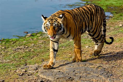 Tiger Walking In Woods Stock Image Image Of Outdoor 78838401