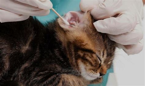 17 Cara Membersihkan Telinga Kucing Dan Obat Tetes Telinga