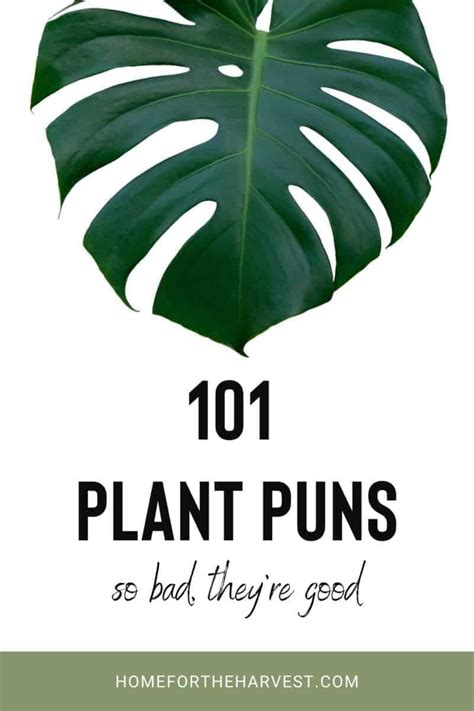 101 Plant Puns For Us Crazy Plant Ladies Home For The Harvest