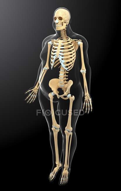 Human Skeletal System — Anatomy Anatomical Reference Stock Photo