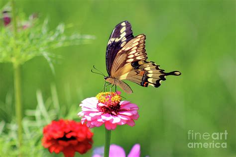 Giant Swallowtail Butterfly On Pink Zinnia Photograph By Karen Adams