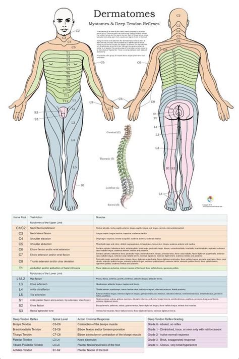 Dermatomes Myotomes And DTR Poster X Chiropractic Medical Chart Dermatomes And Myotomes