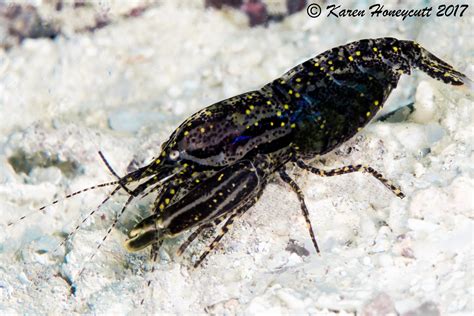 Synalpheus Stimpsoni Stimpson S Snapping Shrimp Bangka Flickr