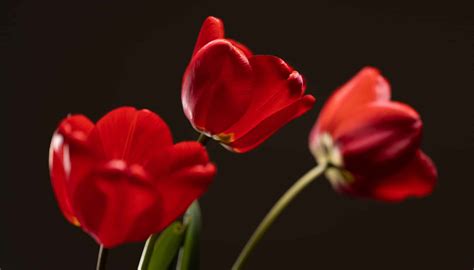 How To Do At Home Flower Photography Learn Photography By Zoner Photo