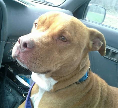 Name Shayla Sex Female Breed Red Nosed Stafforshire Age