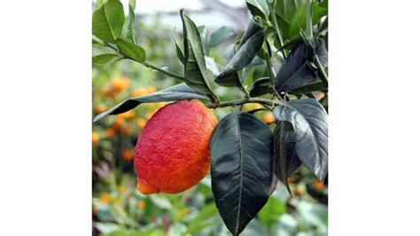 Agrumi Limone Rosso Citrus Limonimedica Pigmentata