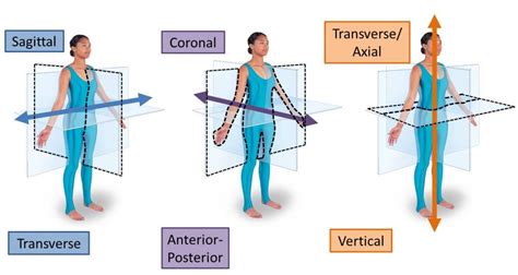 Limb Development Mind And Motion Anatomy