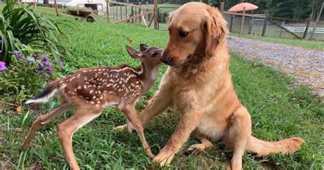 Golden Retriever Puppy Becomes Best Friends With A Wild