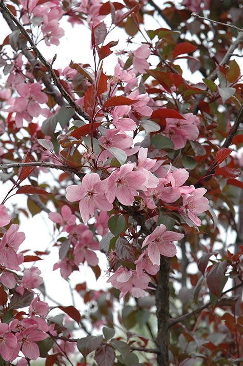 Perfect Purple Crabapple Malus Perfect Purple In Blue Springs