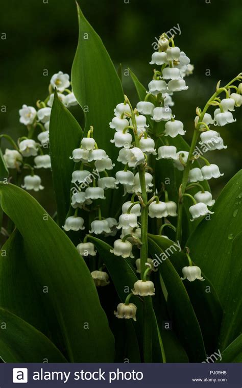 The Flowers Of The Lily Of The Valley Convallaria Majalis Will