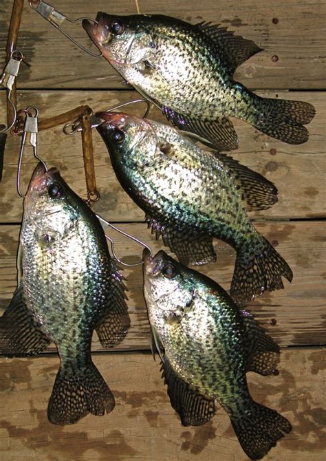 Art Landers Outdoors Crappie A Highly Popular Native Game Fish