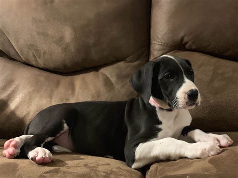 Eagle Valley Danes Great Dane Puppies For Sale Born On 10082019