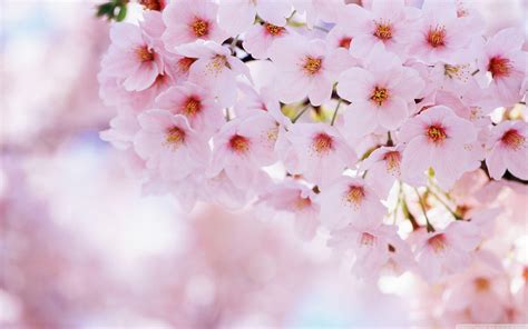 Cherry Blossom Desktop Backgrounds Wallpaper Cave