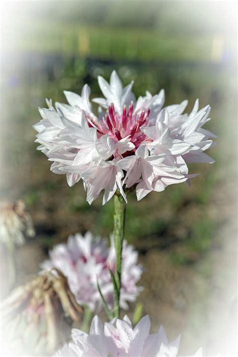 Bachelor Button Photograph By Scott Kingery Fine Art America