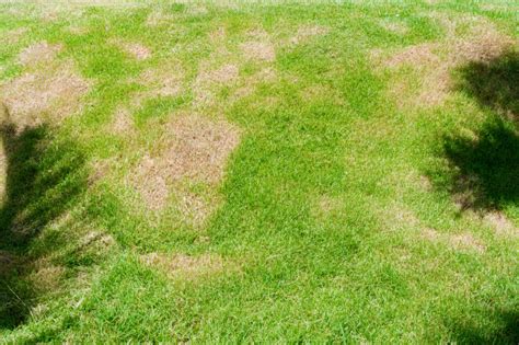 What To Do About Dead Patches On Your Lawn