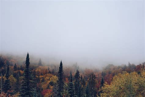 Foggy Autumn Forest By Stocksy Contributor Reese Lassman Stocksy