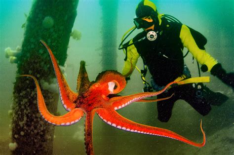 Realm Of The Giant Pacific Octopus Luxe Beat Magazine