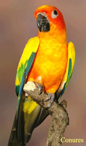 85 Best Sun Conures Images On Pinterest Parrots Birds
