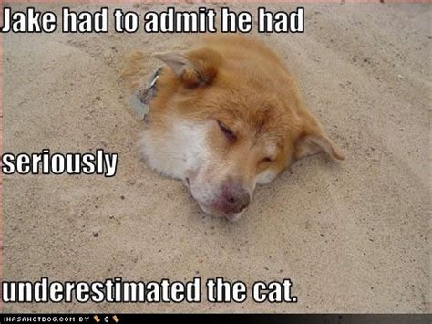 Funny Dog Pictures Funny Cat Pictures And More Funny