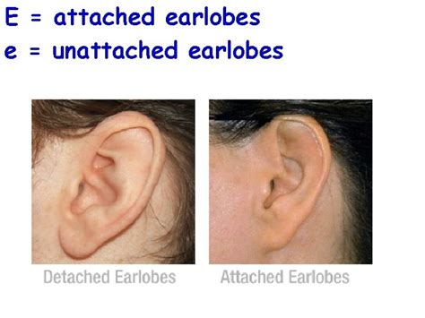 View 30 Attached Vs Detached Earlobes Percentage Aboutselltoon1